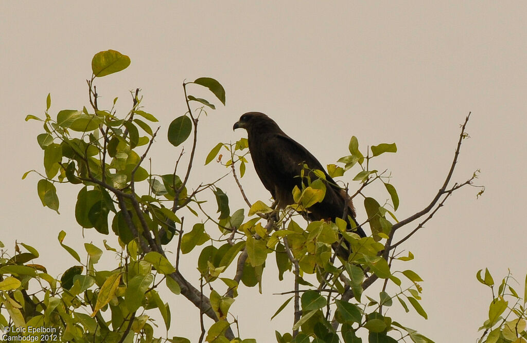 Black Kite