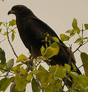 Black Kite