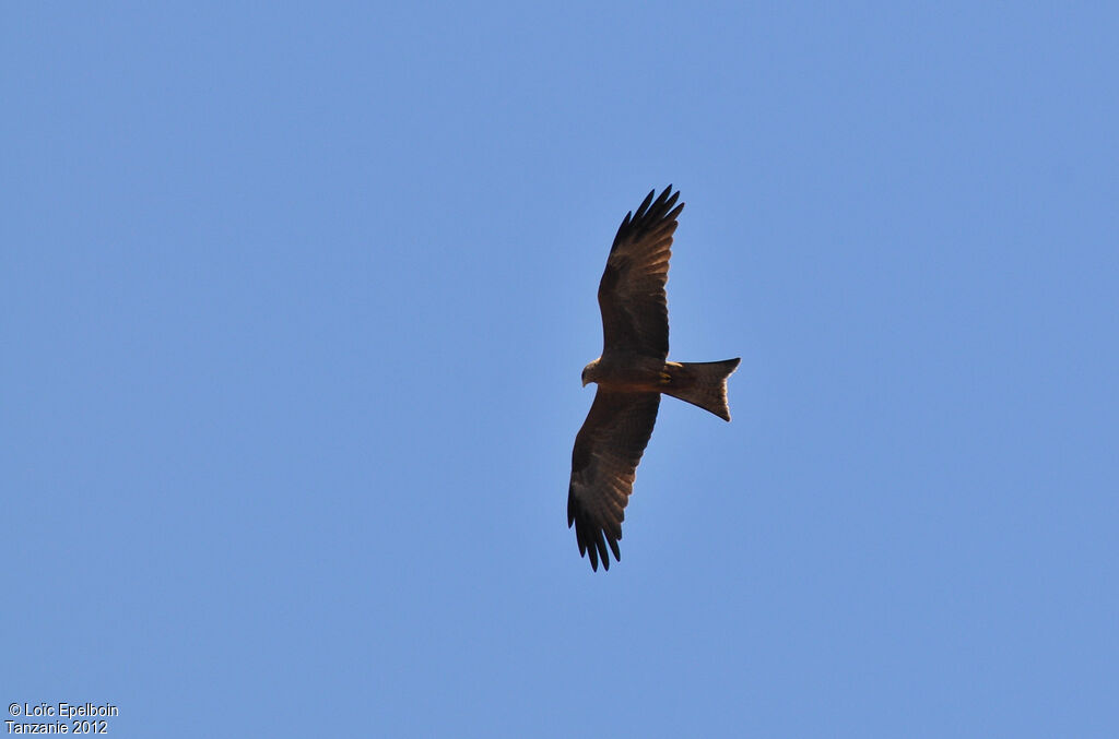 Black Kite