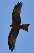 Black Kite