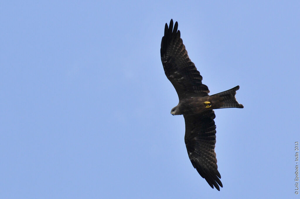 Black Kite