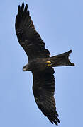 Black Kite