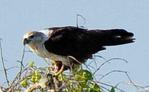 Brahminy Kite