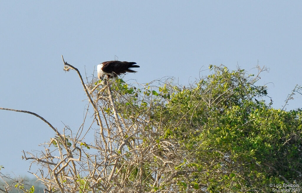 Brahminy Kite