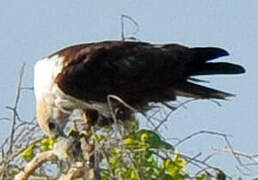 Brahminy Kite