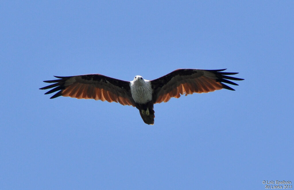 Brahminy Kite