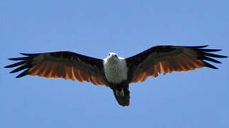 Brahminy Kite