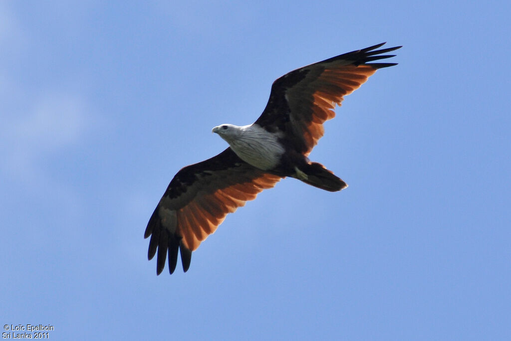 Brahminy Kite