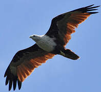 Brahminy Kite