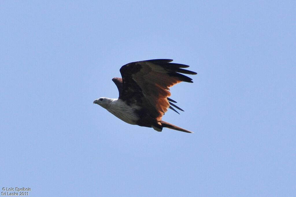 Brahminy Kite