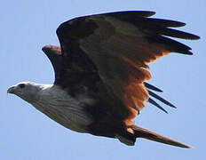 Brahminy Kite