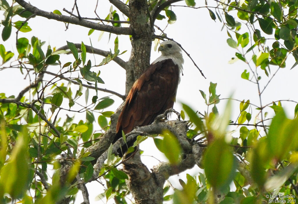 Brahminy Kite