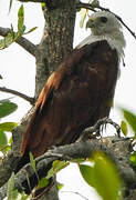 Brahminy Kite