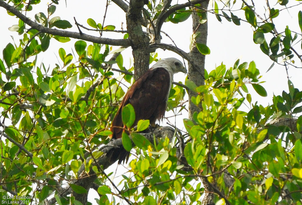 Brahminy Kite