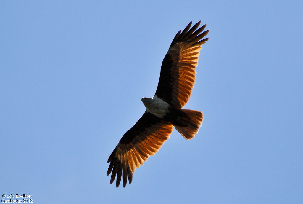 Brahminy Kite