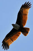 Brahminy Kite