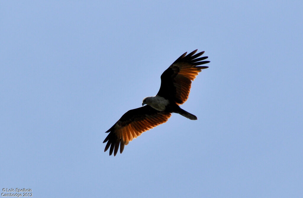 Brahminy Kite