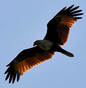 Brahminy Kite