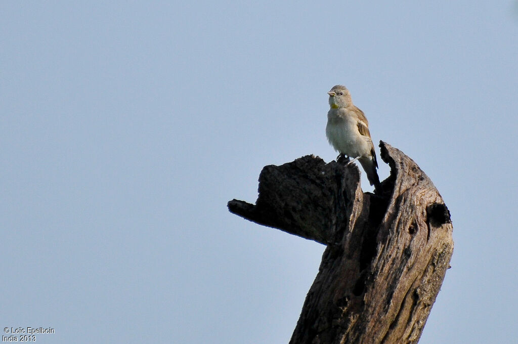 Yellow-throated Sparrow