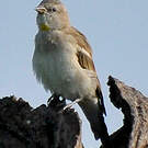 Moineau à gorge jaune