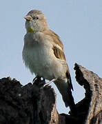 Yellow-throated Sparrow