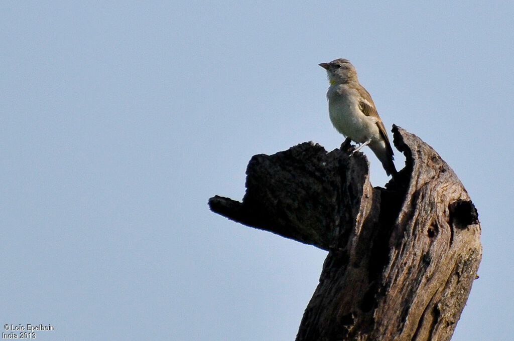 Moineau à gorge jaune