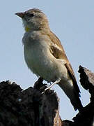 Yellow-throated Sparrow