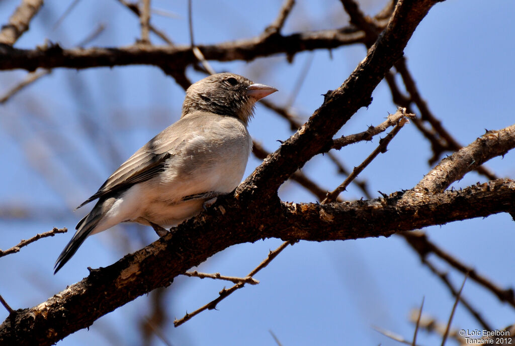 Yellow-spotted Bush Sparrow