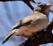 Yellow-spotted Bush Sparrow