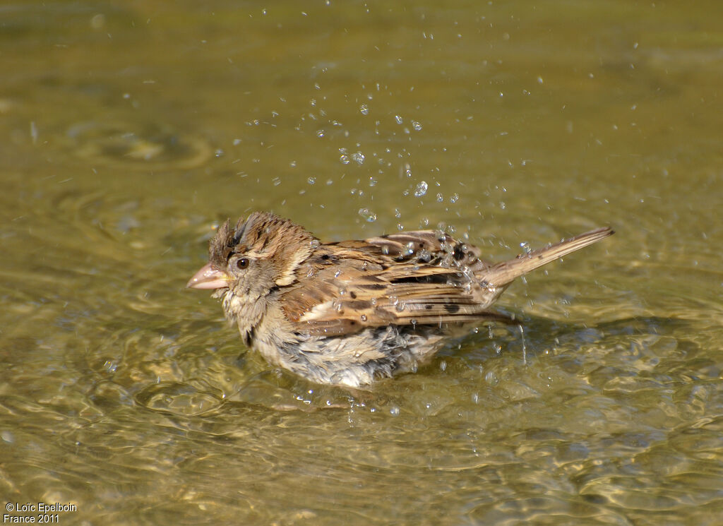 House Sparrow