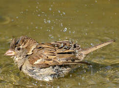 House Sparrow