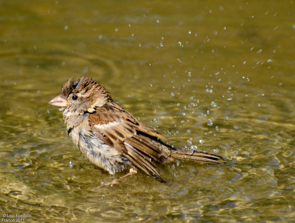 House Sparrow