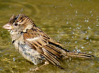 Moineau domestique