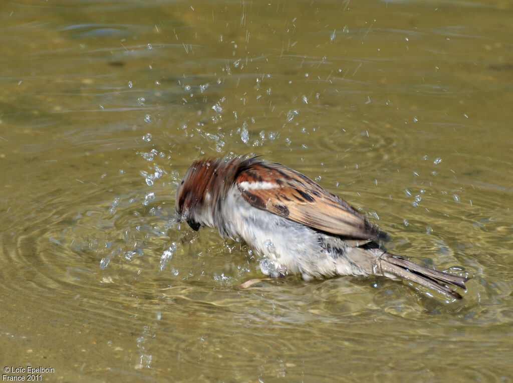 Moineau domestique