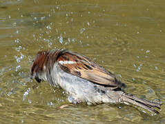 House Sparrow