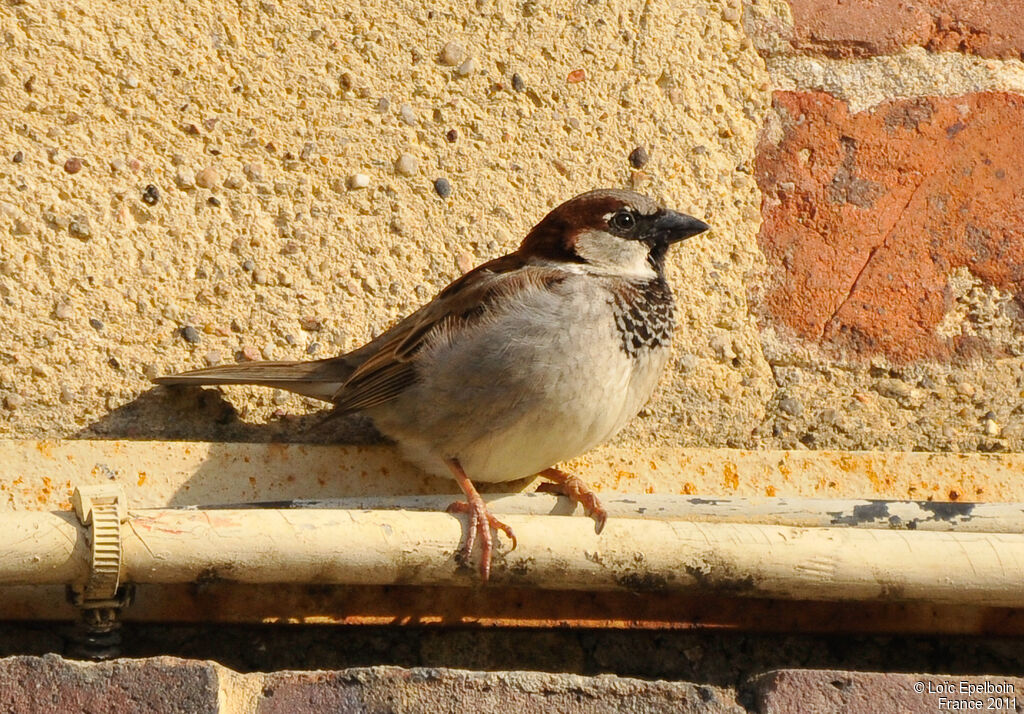 Moineau domestique