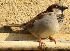 House Sparrow