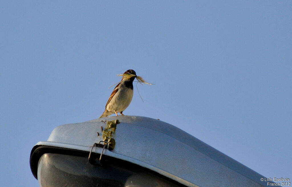 Moineau domestique