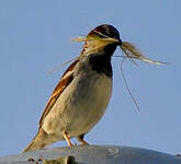 Moineau domestique