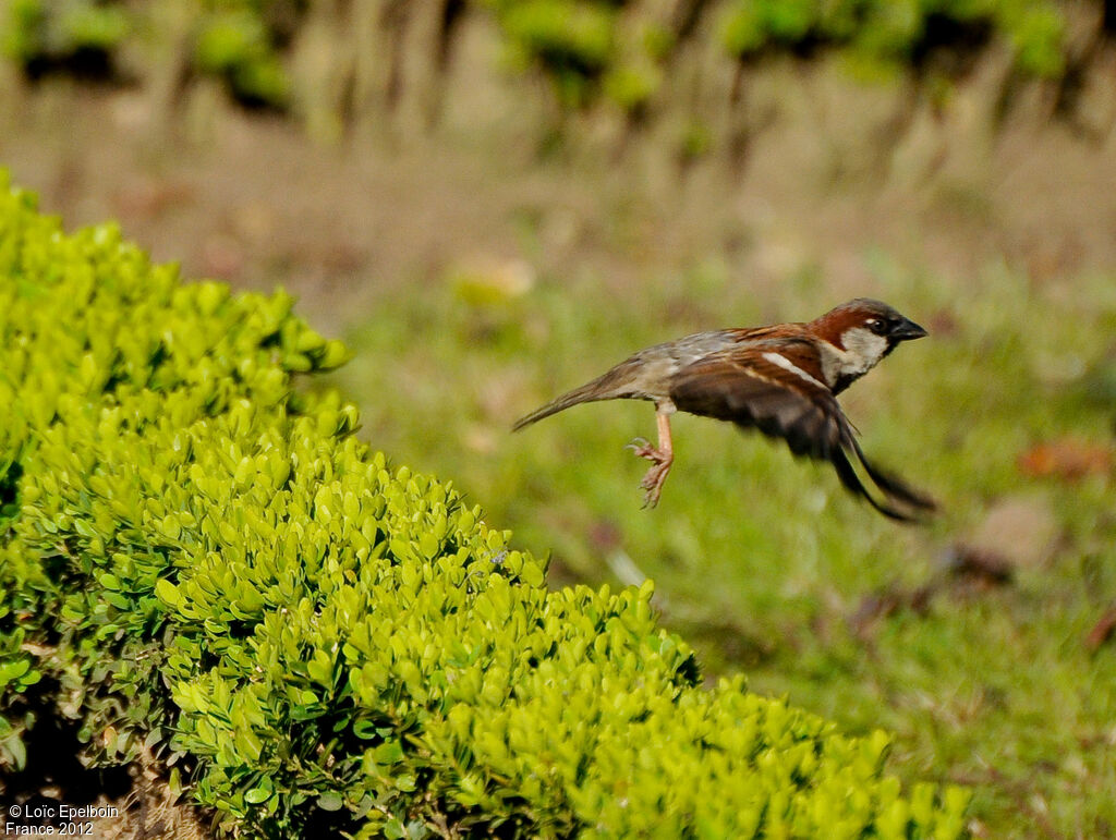 House Sparrow