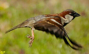 House Sparrow