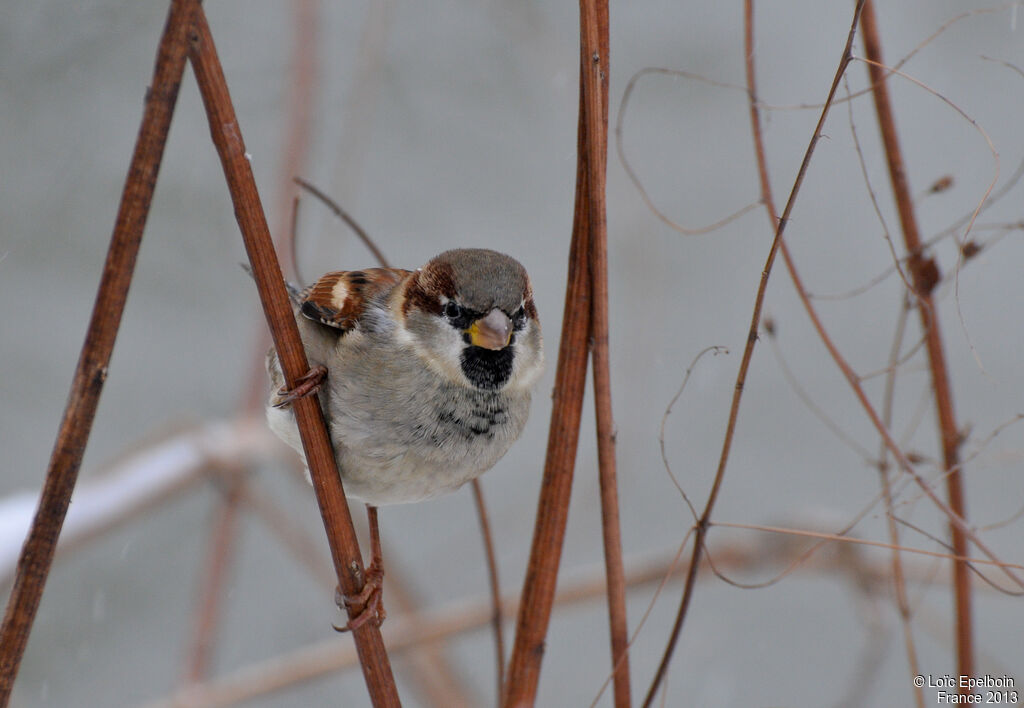 Moineau domestique