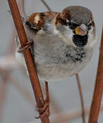 Moineau domestique