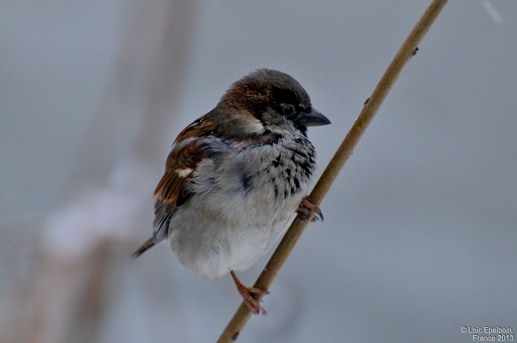 House Sparrow