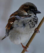 House Sparrow