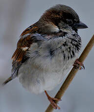 Moineau domestique