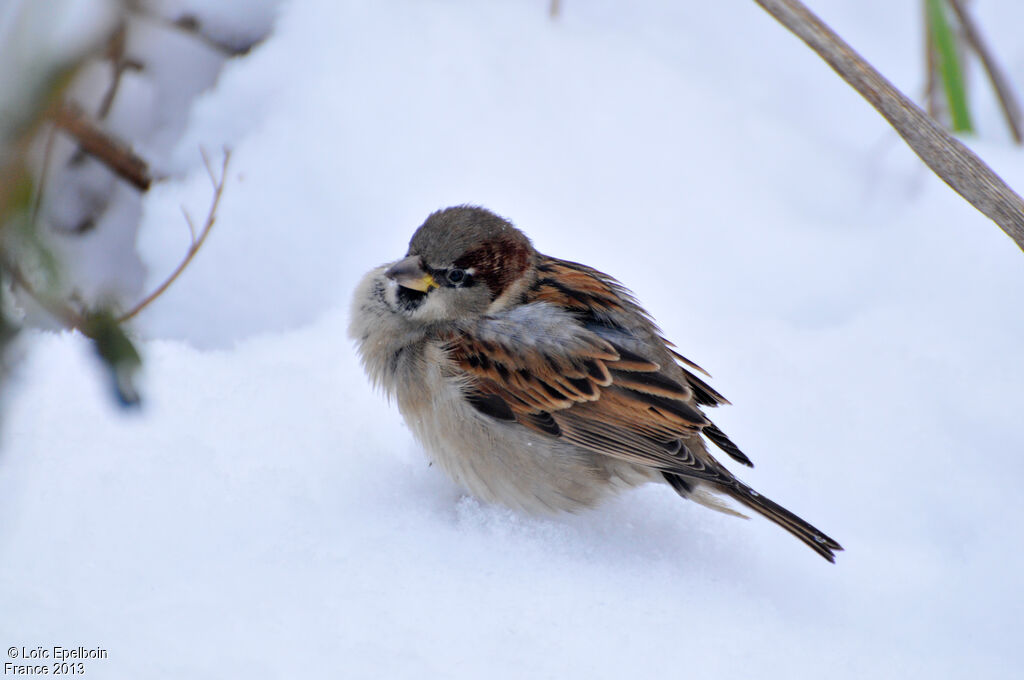 Moineau domestique