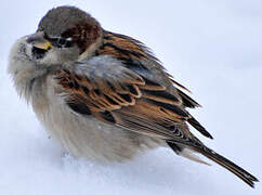 Moineau domestique