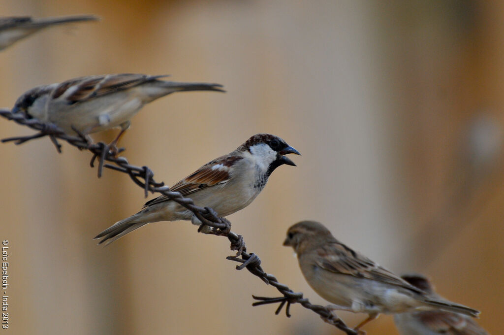 House Sparrow