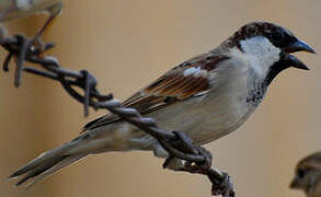 House Sparrow